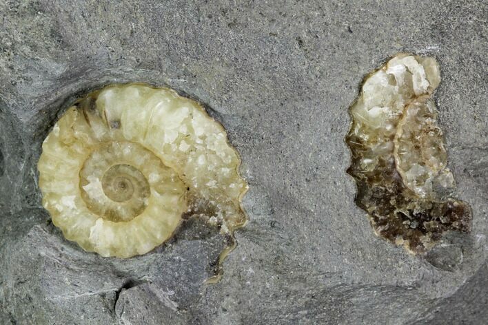 Fossil Ammonites (Promicroceras) - Lyme Regis #110722